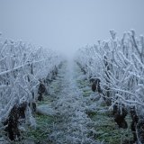 La vigne en hiver & le gel